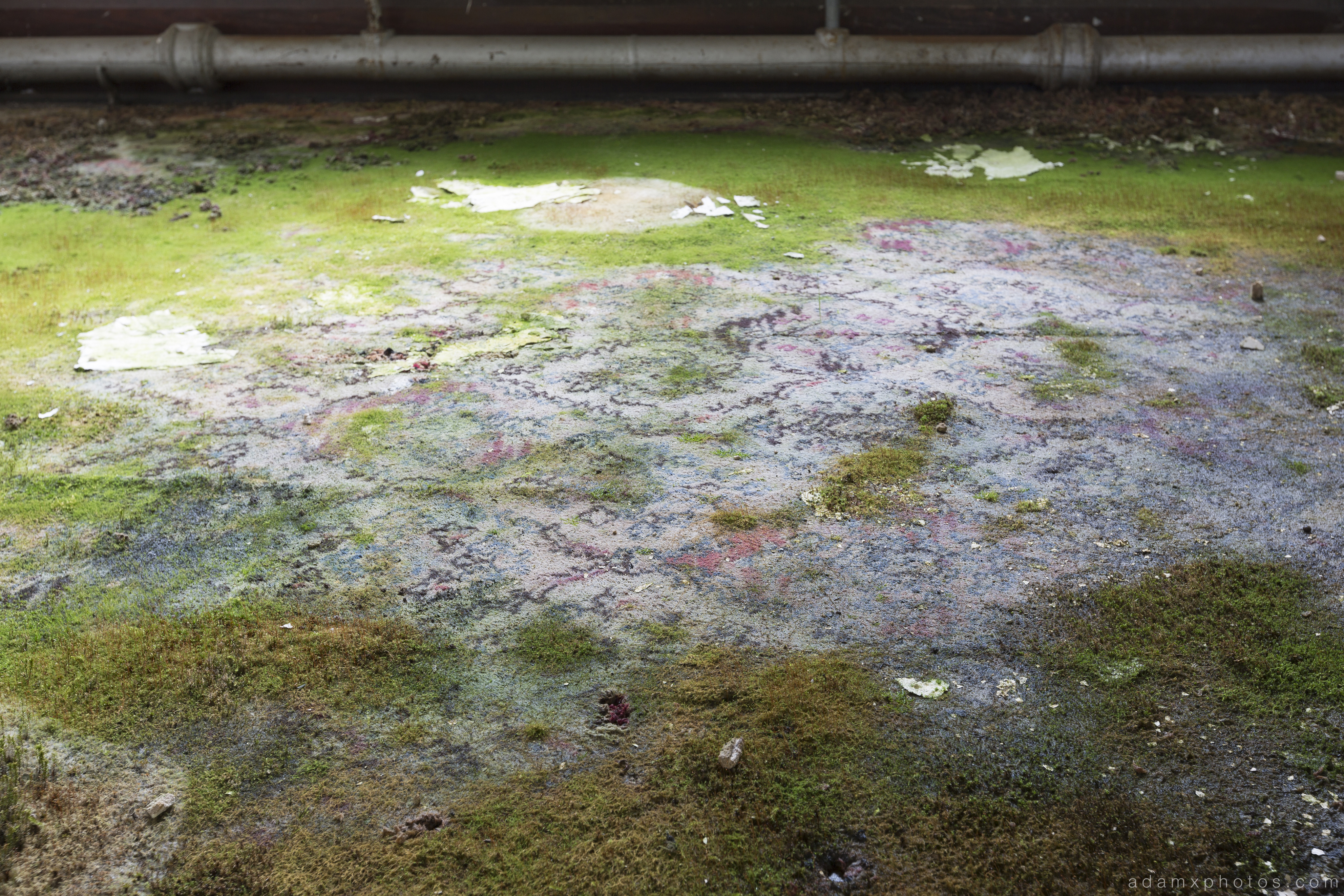 carpet moss mould overgrown camping St Joseph's Seminary Joe's Upholland Urbex Adam X Urban Exploration 2015 Abandoned decay lost forgotten derelict